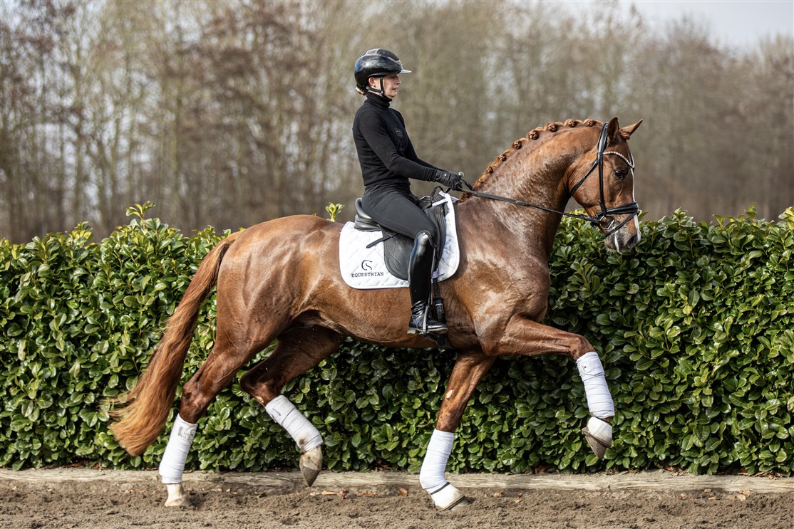 <h2><b></i>Kleppenhus Starboy DVH 1592</h2></b>
<small><small>Født: <b>2023</b> |  Højde: <b>168 cm</b> | Farve: <b>Mørkerød</b></small></small>
<small><small><b>Secret - Ampère - Bocelli</small></small></b><i>