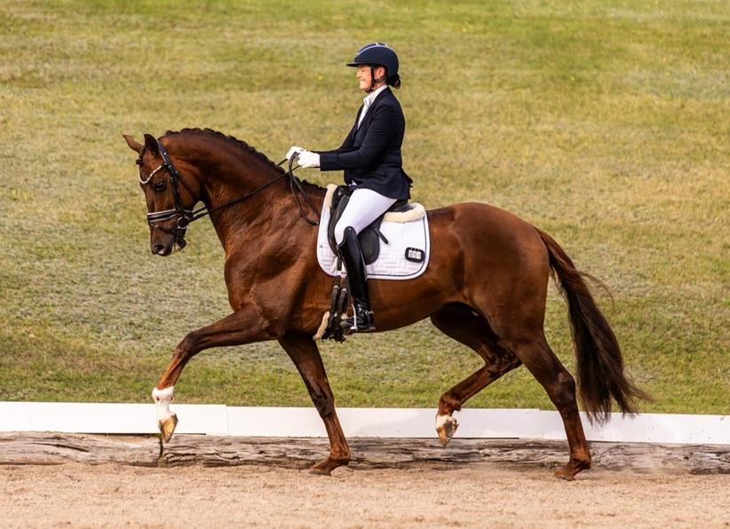 <h2><b></i>Chicago Majlund DVH 1512</h2></b>
<small><small>Født: <b>2021</b> |  Højde: <b>177 cm</b> | Farve: <b>Mørkerød</b></small></small>
<small><small><b>Vivino - Temptation - Solos Landtinus</small></small></b><i>